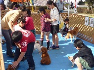 飼い犬しつけ教室