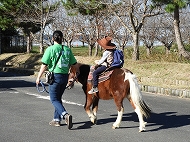 ポニー乗馬体験