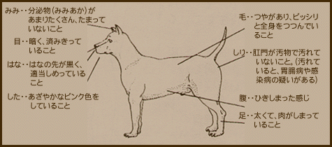 健康な犬の見分け方